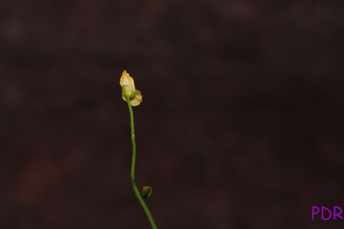 Utricularia gibba L.